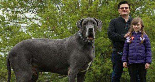 打架最厉害的狗前十名