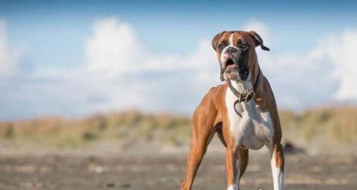 打架最厉害的狗前十名