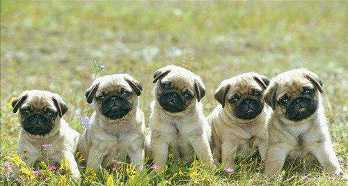 打架最厉害的狗前十名