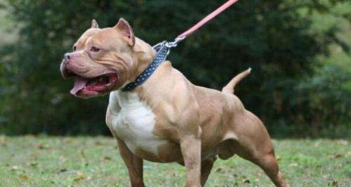 打架最厉害的狗前十名