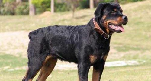 打架最厉害的狗前十名