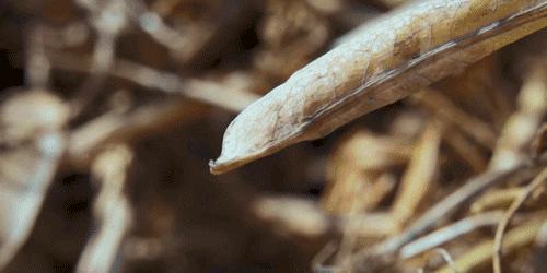 汇总种子的传播方式 十种种子传播方法