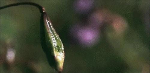 汇总种子的传播方式 十种种子传播方法