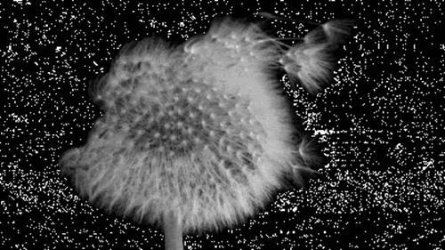 汇总种子的传播方式 十种种子传播方法