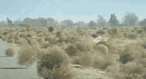 汇总种子的传播方式 十种种子传播方法