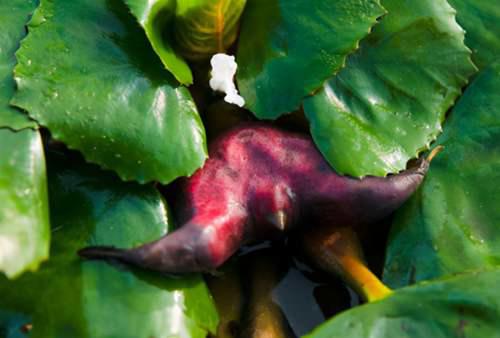 汇总种子的传播方式 十种种子传播方法