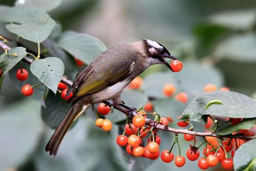 汇总种子的传播方式 十种种子传播方法