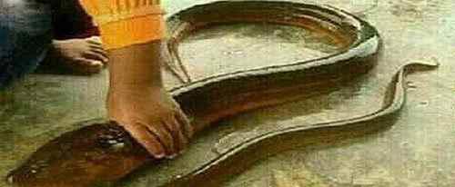 世界上最大的黄鳝