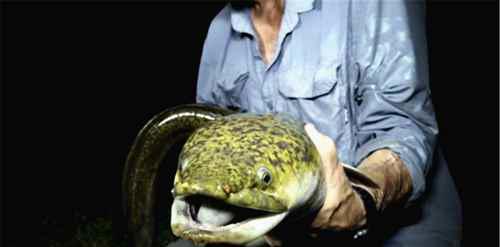 世界上最大的黄鳝