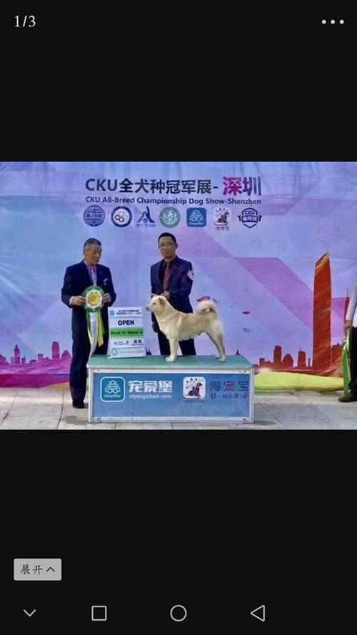 中国原生犬种之一唐犬被世界 纯种 犬协会接受