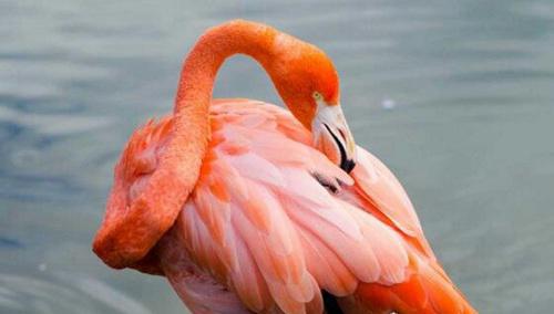 寿命最长的鸟是什么鸟