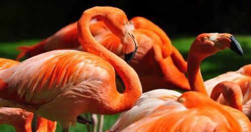 寿命最长的鸟是什么鸟