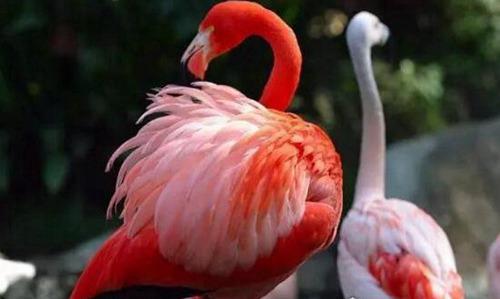 寿命最长的鸟是什么鸟