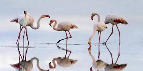 寿命最长的鸟是什么鸟