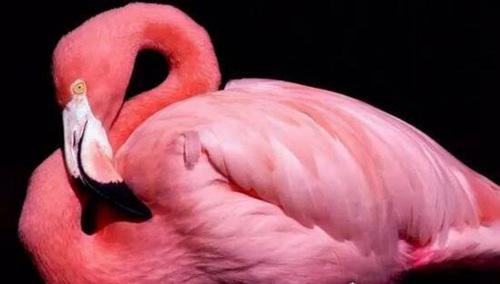 寿命最长的鸟是什么鸟