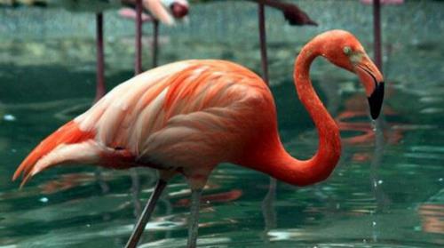 寿命最长的鸟是什么鸟