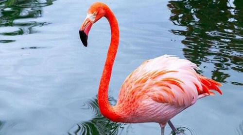 寿命最长的鸟是什么鸟