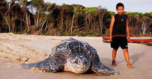 世界上最大千年老龟是什么品种