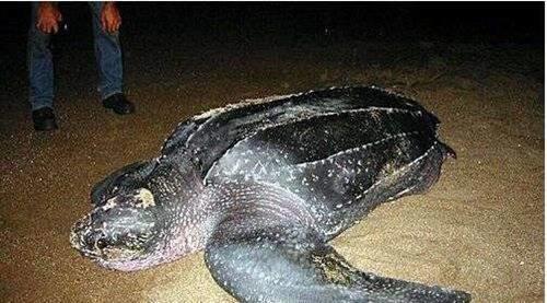 世界上最大千年老龟是什么品种