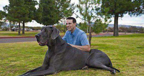 曾经世界上最大狗