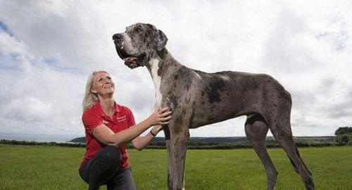 曾经世界上最大狗