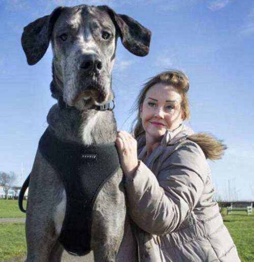 曾经世界上最大狗