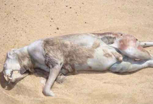 蒙托克怪兽真实面目