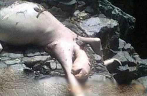 蒙托克怪兽真实面目