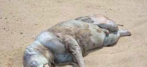 蒙托克怪兽真实面目