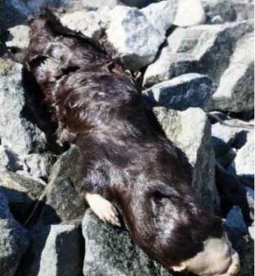 蒙托克怪兽真实面目