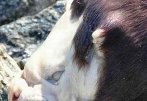 蒙托克怪兽真实面目