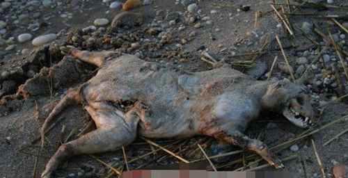 蒙托克怪兽真实面目