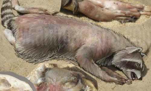 蒙托克怪兽真实面目