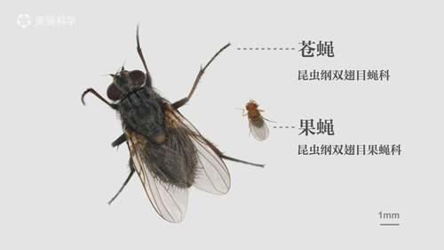 遗传学家钟爱的果蝇可以叫苍蝇吗？ 果蝇和苍蝇的区别