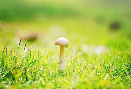 道不同不相为谋什么意思