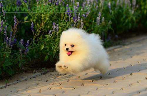 博美多少钱一只 博美犬的一般价格