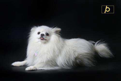 博美多少钱一只 博美犬的一般价格