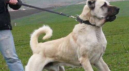世界十大猛犬排名