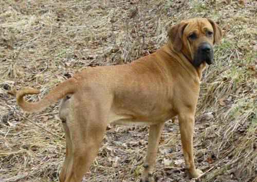 世界十大猛犬排名