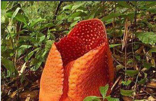 吃人植物食人花吃人吗