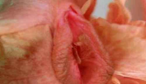 女人十大名器真人图解