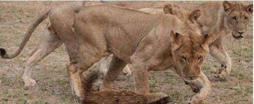 世界上最无所畏惧的动物