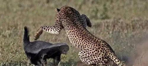 世界上最无所畏惧的动物