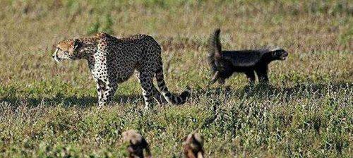 世界上最无所畏惧的动物