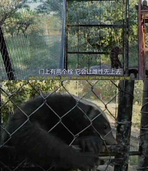 世界上最无所畏惧的动物