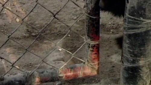 世界上最无所畏惧的动物