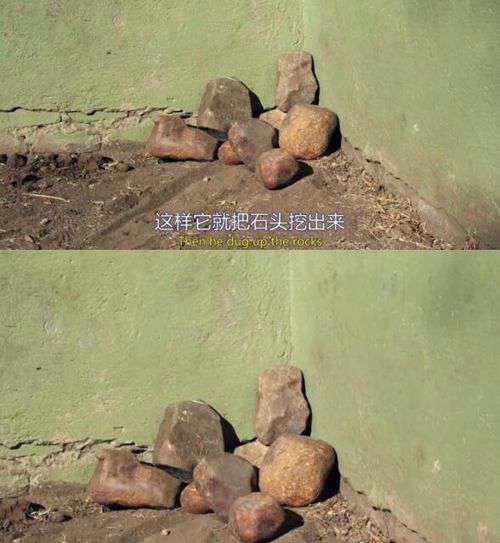 世界上最无所畏惧的动物