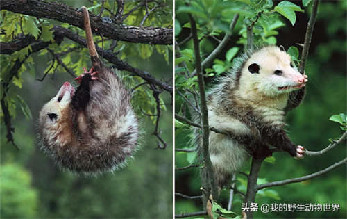 澳洲负鼠好吓人 北美负鼠