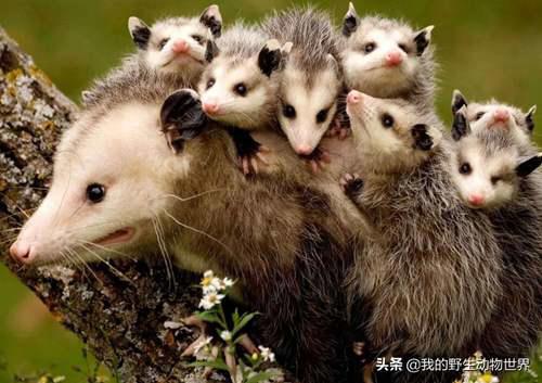 澳洲负鼠好吓人 北美负鼠