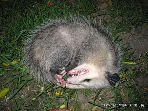 澳洲负鼠好吓人 北美负鼠